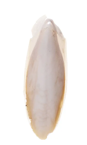 Trouvé, os naturel de seiche alias seiche, la coquille interne du céphalopode. Isolé sur fond blanc. Nourriture pour oiseaux de compagnie . — Photo