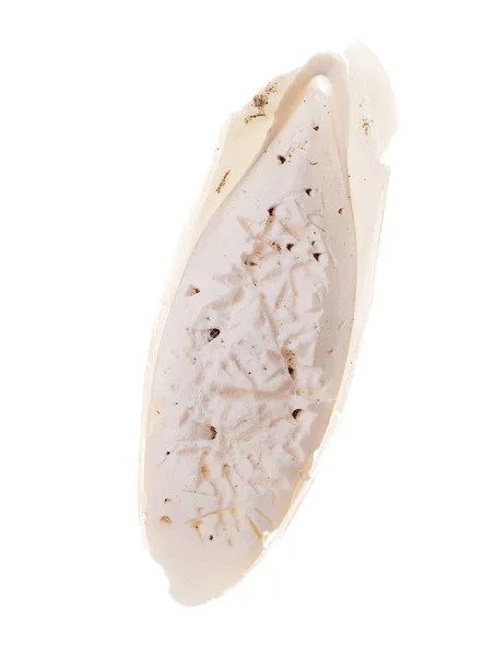 Hueso de sepia natural, también conocido como hueso de sepia, la cáscara interna del cefalópodo. Aislado sobre fondo blanco. Ya picoteado por aves silvestres . — Foto de Stock