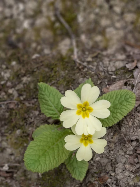 Flor de prímula selvagem, início da primavera. Primula vulgaris . — Fotografia de Stock