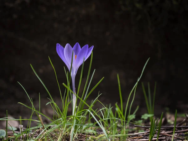 Purple spring crocus flower in profile, with copyspace. Visible bright orange stamens. — Stock Photo, Image