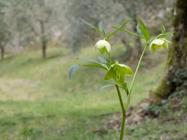 Flores de heléboro verde selvagem aka Quaresma rosa, em ambiente natural. Flores de primavera . — Fotografia de Stock