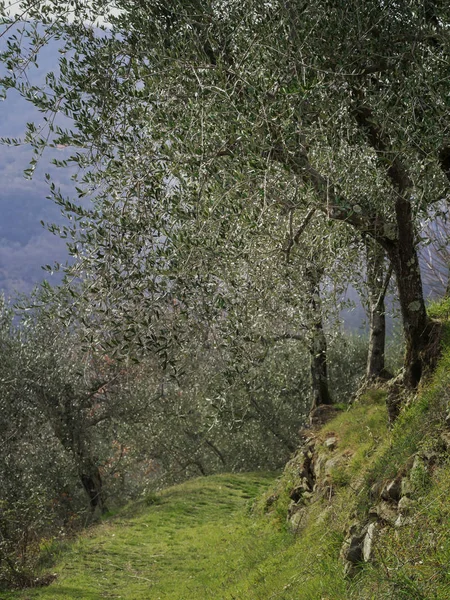 Пешеходная тропа, оливковая роща, Луниджана, северная Тоскана, Италия. Спокойная сельская местность, вертикальный состав . — стоковое фото