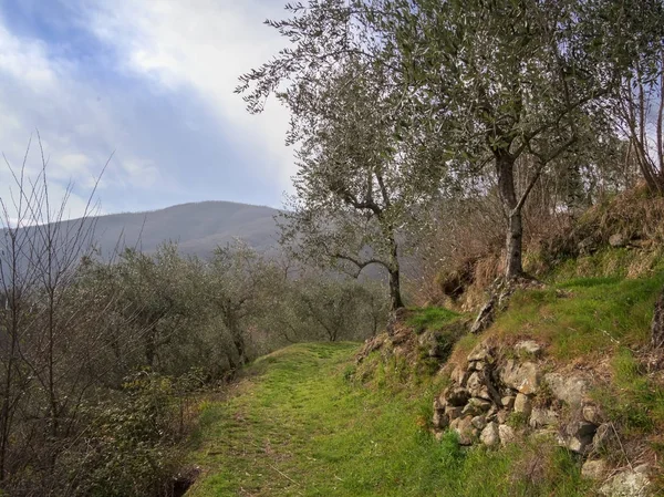 Sendero de senderismo, camino de olivar thorugh, Lunigiana, norte de Toscana, Italia. Hermoso campo tranquilo . — Foto de Stock