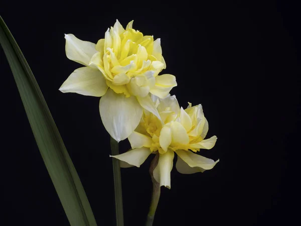 Beautiful double flowered daffodil, narcissus blooms on black background with copyspace. — Stock Photo, Image