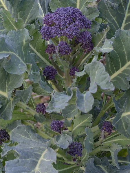 Purple Sprouting Broccoli plant in my garden. Healthy home grown early spring vegetable. — Stock Photo, Image