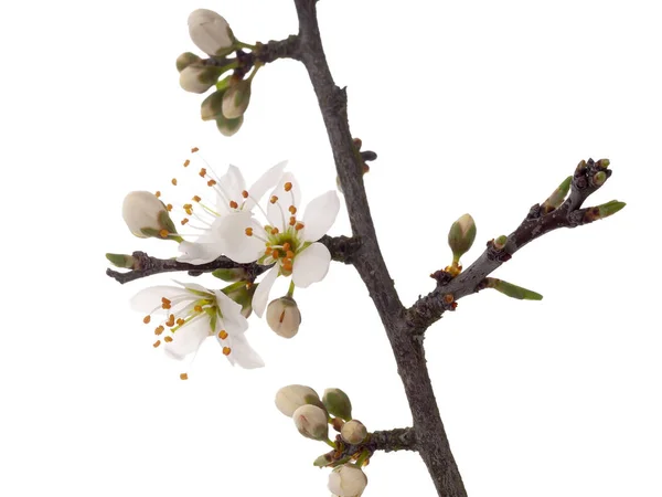 Prunus spinosa, blackthorn aka sloe blossom na primavera, isolado em fundo branco. Flores brancas delicadas, close up . — Fotografia de Stock