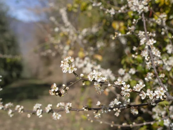 Flor de primavera, flores brancas de espinheiro-negro de Prunus spinosa, na natureza. A Europa . — Fotografia de Stock