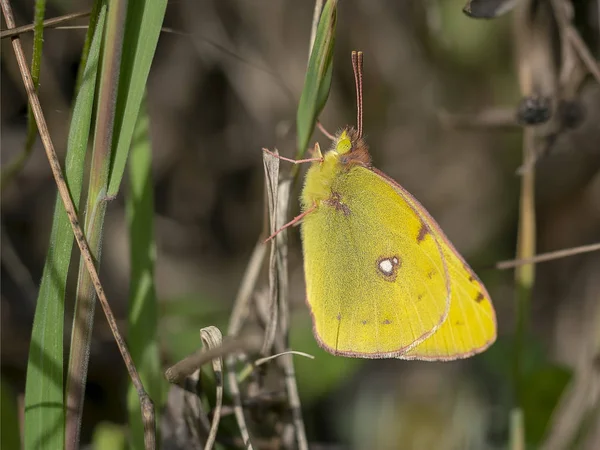 Colias croceus, Clouded yellow butterfly — Stock Photo, Image