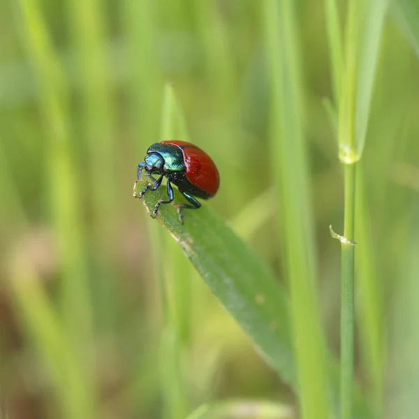 Chrysolina grossa, the red leaf beetle, on grass. Iridescent green and bright red. Close up. — Stock Photo, Image