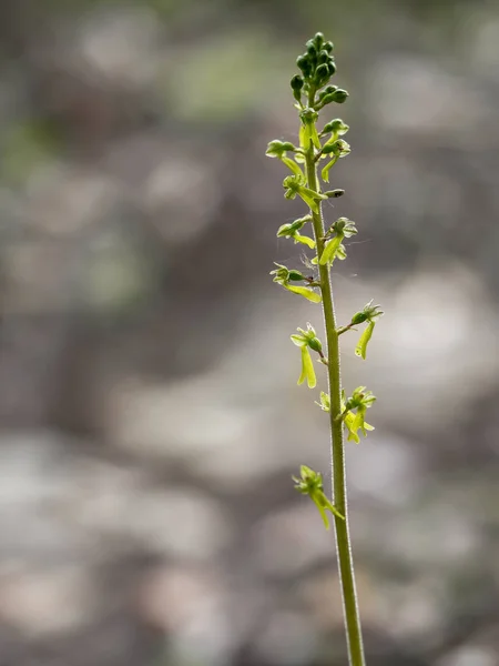 Common aka Eggleaf twayblade, Neottia ovata. Wild orchid. — Stock Photo, Image