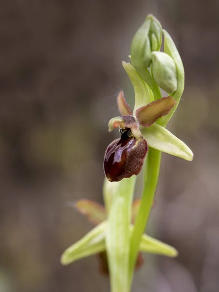 Orquídea aranha precoce, Ophrys sphegodes, macro detalhe . — Fotografia de Stock