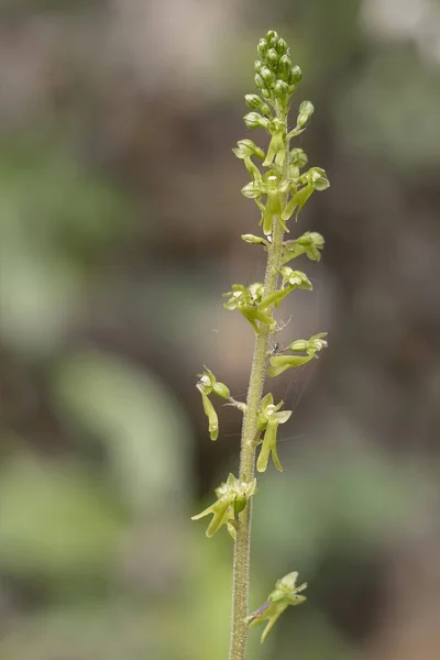 Common aka Eggleaf twayblade, Neottia ovata. Wild orchid. — Stock Photo, Image