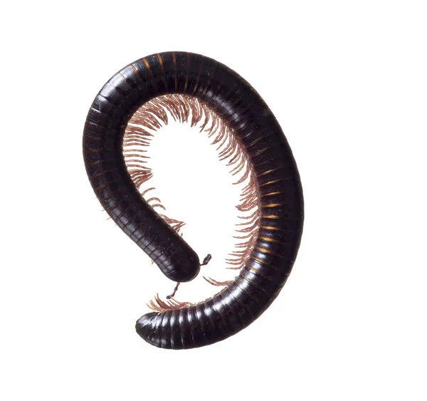 Julidae. Mörkbrun och orange Millipede, ca 7cm lång, Europa. Isolerad på vit bakgrund. Del lindade. — Stockfoto