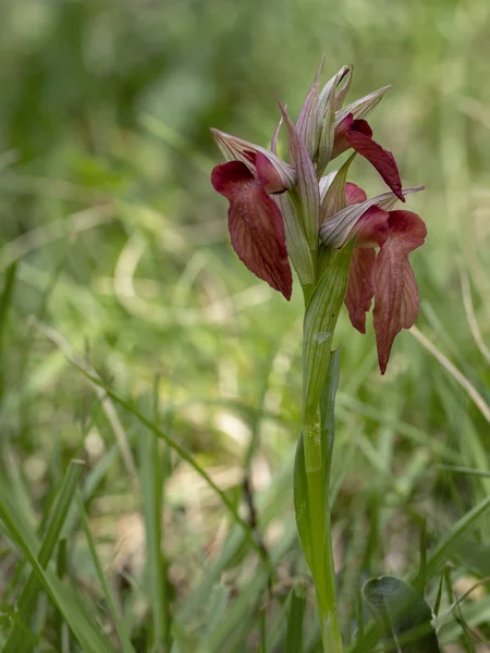 Orquídea selvagem, Serapias neglecta. Especialmente colorido, talvez híbrido natural. Uma haste de flor contra fundo pálido . — Fotografia de Stock