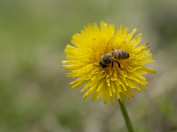 Honey bee Apis mellifera on dandelion flower, Taraxacum officinalis. Pollination. — Stock Photo, Image