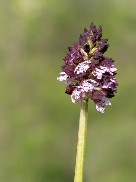 Orchis purpurea flor, roxo orquídea selvagem. Orquídea de Aka Lady . — Fotografia de Stock