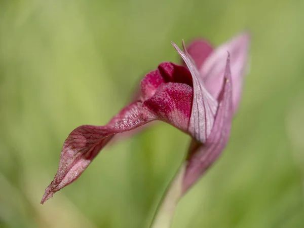 Serapias Lingua, orchidée de langue. Fleurs sauvages. Gros plan avec une étroite profondeur de champ, fond déconcentré. Macro . — Photo