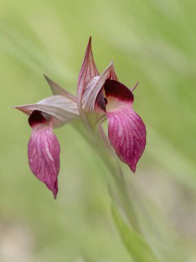Serapias Lingua, Tongue orchid. Defocussed background. clipart