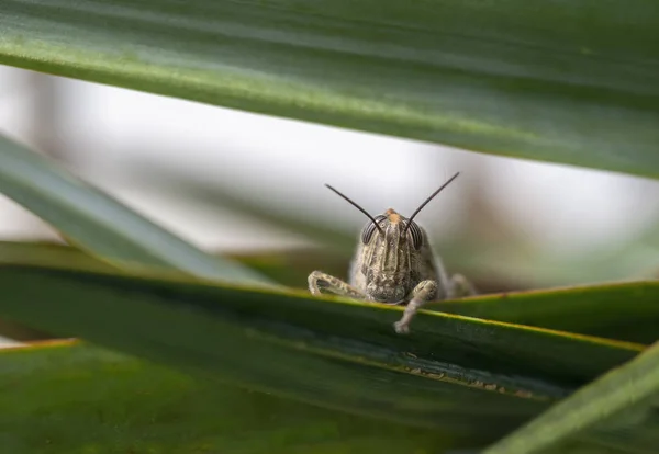 Nieśmiały Grasshopper komunikacji równorzędnej się z pośród liści. Twarzy. — Zdjęcie stockowe