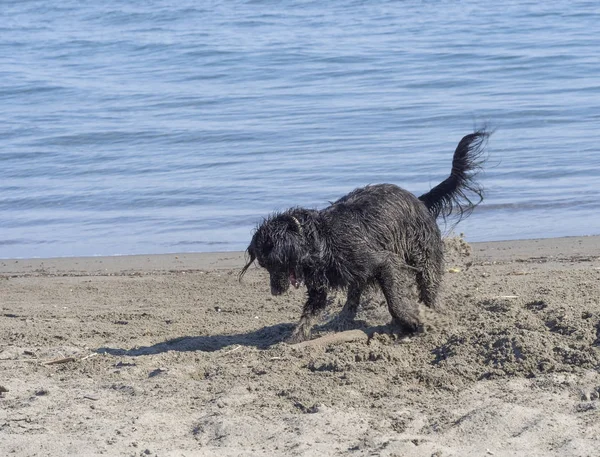 Happy dog digging and playing on sandy beach in sunshine. Wet and covered in sand — Stock Photo, Image