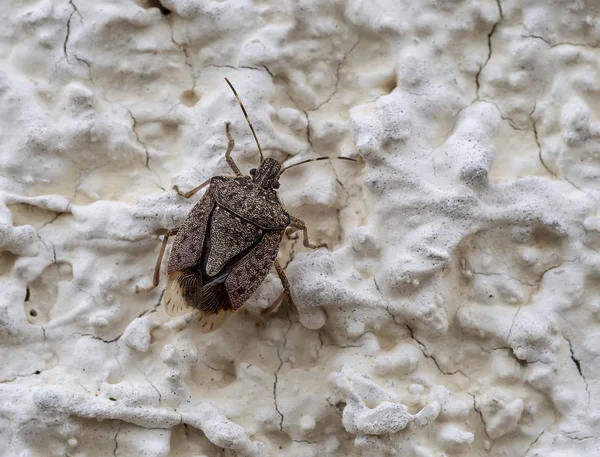 Bug de puanteur marbrée brune, Halyomorpha halys, sur le mur - — Photo