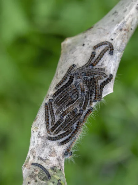 Tent caterpillar nest aka Lackey moth caterpillars. Malacosoma neustria. On Prunus spinosa twig. — Stock Photo, Image