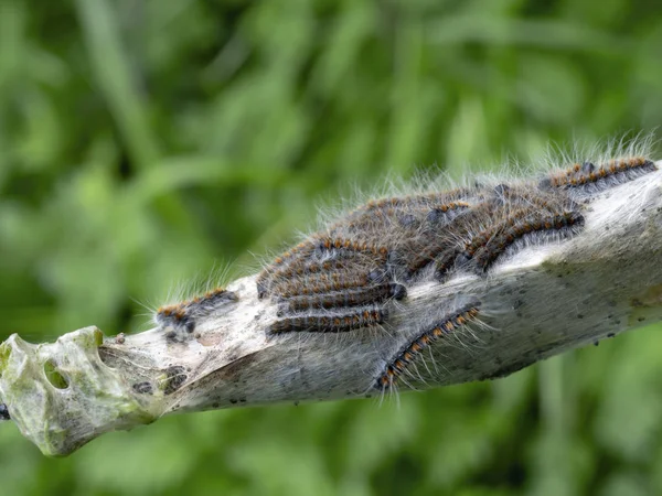 Tent caterpillar nest aka Lackey moth caterpillars. Malacosoma neustria. On Prunus spinosa twig. — Stock Photo, Image