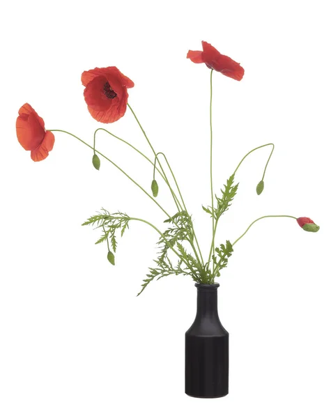 Wild red poppy flowers, Papaver rhoeas in black vase with buds, in blue glass vase. Isolated on white background. Rustic arrangement. — Stock Photo, Image