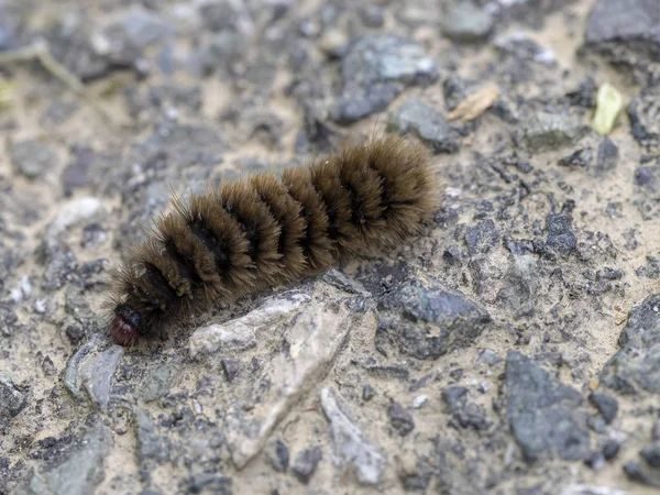 Chenille d'Amata phegea. Neuf papillon du tigre tacheté . — Photo