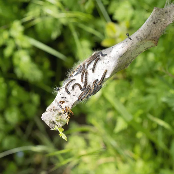 Tent caterpillar nest aka Lackey moth caterpillars, Malacosoma neustria, attacked by paper wasp,Polistes dominula. Insect predation. — Stock Photo, Image