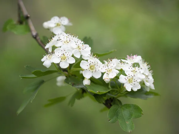 Flor de espinheiro, flores brancas, contra fundo desfocado e desfocado. Aka Crataegus, quickthorn, thornapple, May-tree, whitethorn ou hawberry . — Fotografia de Stock