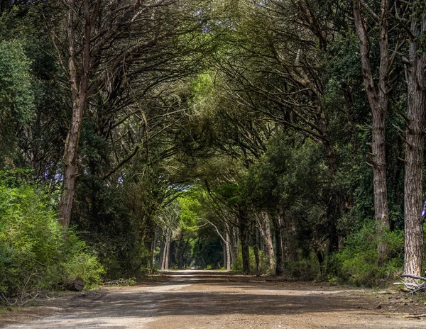 Schilderachtige laan van pijnbomen in het natuur park van Migliarino San Rossore Massaciuccoli. De buurt van Pisa, Toscane, Italië. — Stockfoto