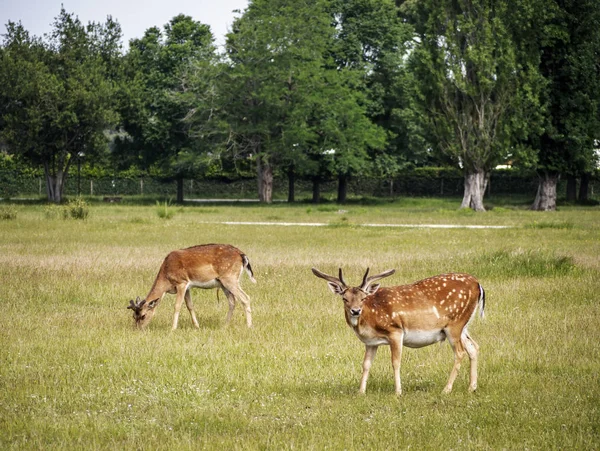 Jonge damherten in San Rossore Park, Pisa, Toscane, Italië. — Stockfoto