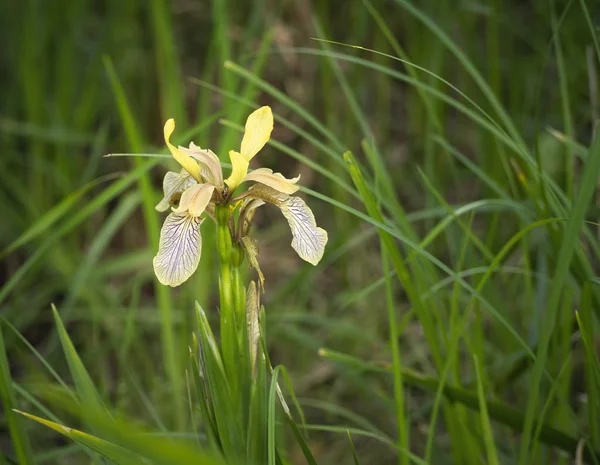 Stinking Iris flower - Iris foetidissima. — Stock Photo, Image