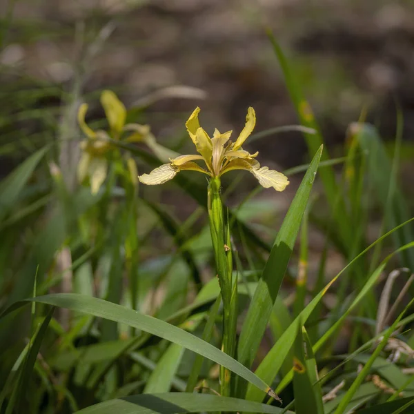 Stinking Iris - Iris foetidissima. — Stock Photo, Image