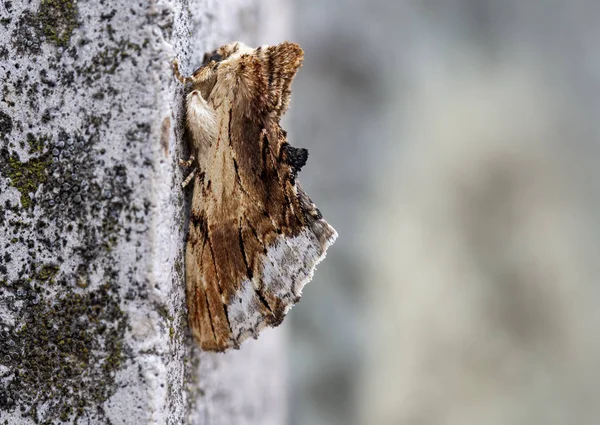 Ptilodon cucullina, Maple Prominent moth on wall. Europe. — Stock Photo, Image