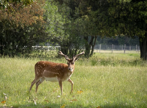 Buck jovem, cervo fallow masculino em San Rossore Park, Pisa, Toscana, Itália. Posando para a câmera e bonito . — Fotografia de Stock