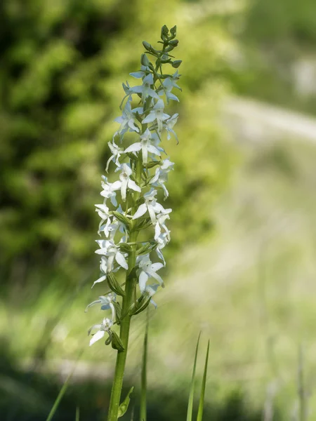 Orquídea Borboleta Menor - Platanthera bifolia — Fotografia de Stock