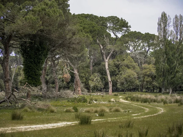 Naturskön utsikt över vägen genom skogen i naturparken Migliarino San Rossore Massaciuccoli. Nära Pisa, i Toscana, Italy. — Stockfoto