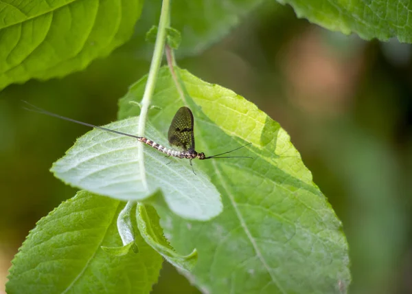 Mayfly, muž Ephemera Danica, na listové. — Stock fotografie