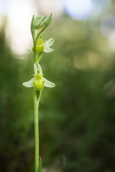 Ophrys apifera var. chlorantha, White bee orchid. Unusual colour caused by a hypochromatic condition that reduces pigmentation. — Stock Photo, Image