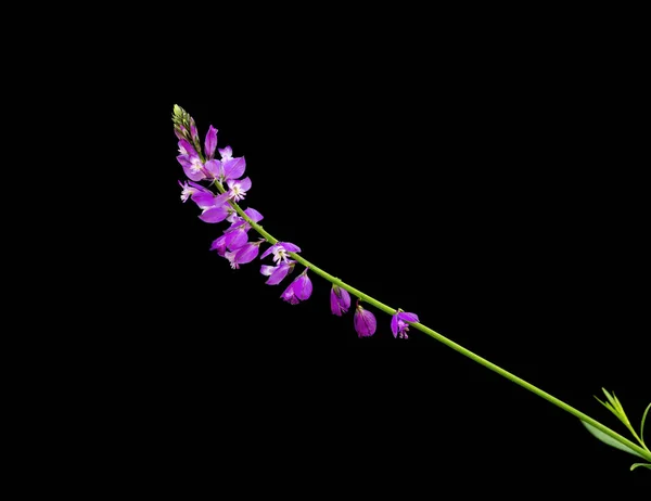 Polygala vulgaris, běžný mléčný detail. Izolovaný na černém. — Stock fotografie