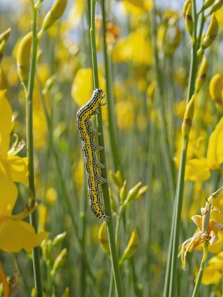 Housenka z Ajakunů spektra. Středomořské druhy. Černá, žlutá a bílá pruhovaná larva v přírodní habitata-Genista. — Stock fotografie