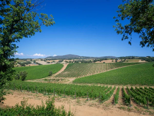 Toskanische Weinlandschaft im Frühling. — Stockfoto