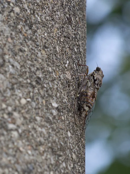 Cicada orni sur la perche, bien camouflé. Italie. Habitat forestier . — Photo