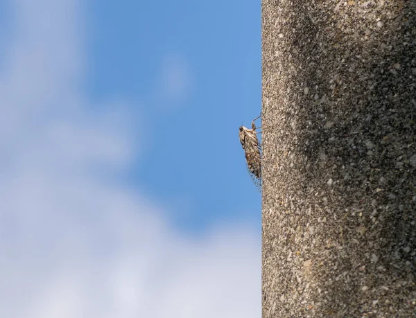 Cicada orni on pole, well camouflaged. Italy. Sky behind. — Stock Photo, Image