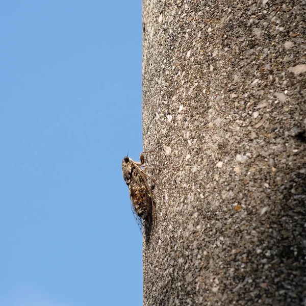 Cicada orni on pole, well camouflaged. Italy. Blue sky behind. — Stock Photo, Image