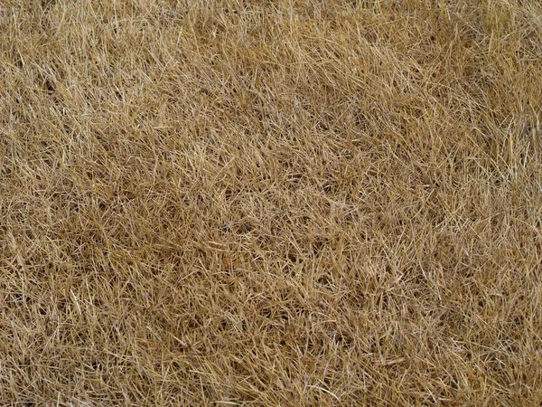 Dry lawn grass, drought. Gardening problem. — Stock Photo, Image