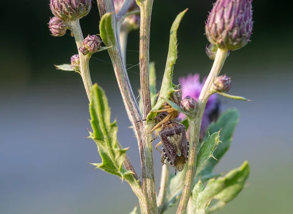 Xysticus audax has captured a Halyomorpha halys in a thistle. Hunting spider, brown marmorated stink bug. Life and death in nature. — Stock Photo, Image