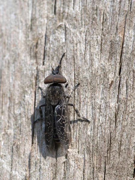 Haematopota crassicornis - horsefly. Male. Huge compound eyes. — Stock Photo, Image